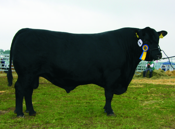 Samen und Embryonen Vornagelhof, VG Dynasty Eurobeef 2010